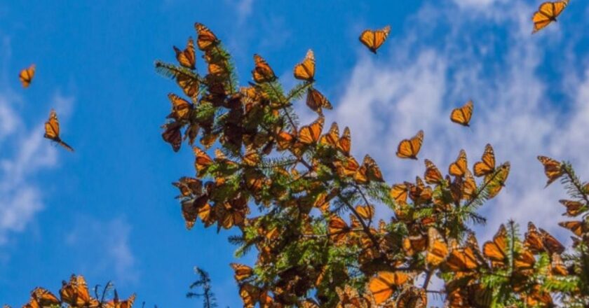 Mariposas Monarca en Michoacán: Un Patrimonio Natural en Movimiento