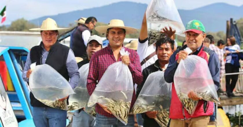 Michoacán introduce 15 mil peces acúmara en el lago Pátzcuaro para su conservación