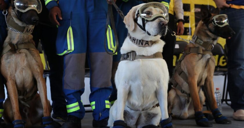 Binomios caninos: Héroes del Sismo del 19S en 2017