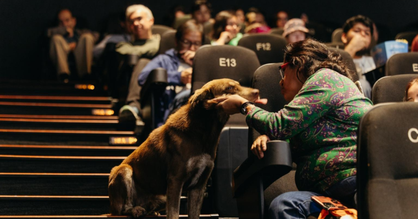 ¡Cácaro, el perrito que se volvió famoso en el Festival Internacional de Cine de Morelia, ha encontrado un hogar!