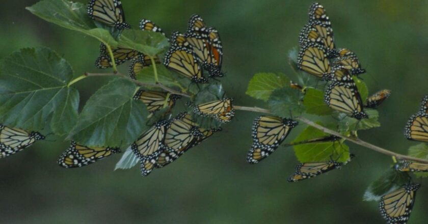 La mariposa monarca ya se encuentra en territorio mexicano