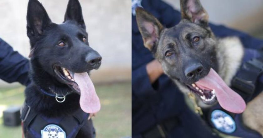 ¡Conoce a Billie y Chantal, las nuevas agentes de la Guardia Civil!