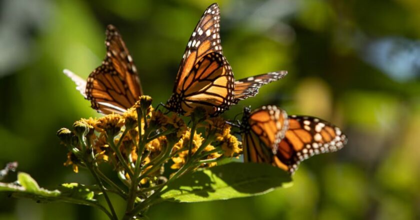 Las Mariposas Monarca arriban a Michoacán mientras que el Estado ya se encuentra listo para el Día de Muertos