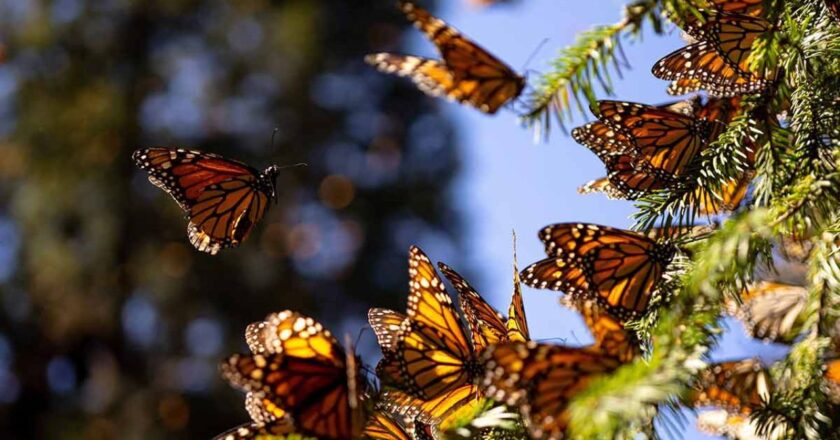 La mariposa monarca en peligro: la deforestación amenaza su hábitat 