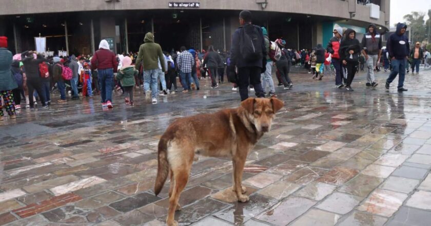 Comienza la búsqueda de perritos abandonados tras las peregrinaciones a la Basílica de Guadalupe