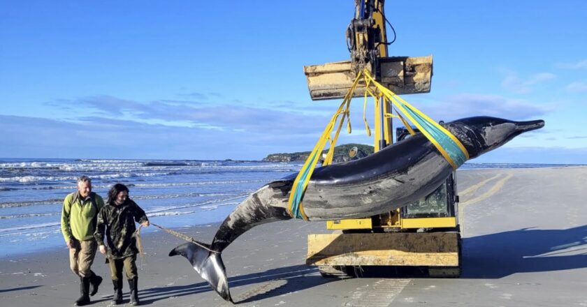 #Internacional | Encuentran sin vida a la ballena más rara del mundo en las Costas de Nueva Zelanda  