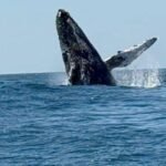 Avistamiento de ballenas en playa El Bejuco, Lázaro Cárdenas