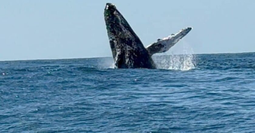 Avistamiento de ballenas en playa El Bejuco, Lázaro Cárdenas