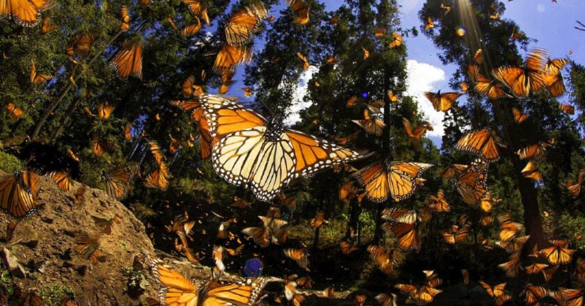 El descubrimiento del Santuario de la Mariposa Monarca en Michoacán: un logro en la ciencia y conservación