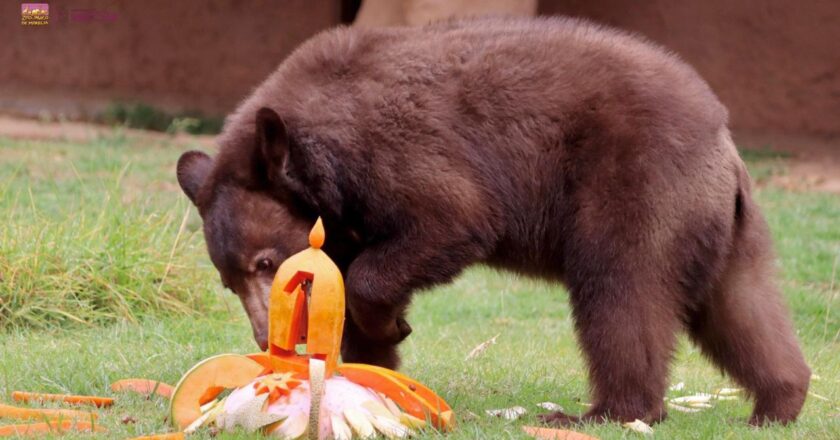 Osito negro del Zoológico de Morelia cumple un año y festeja a lo grande