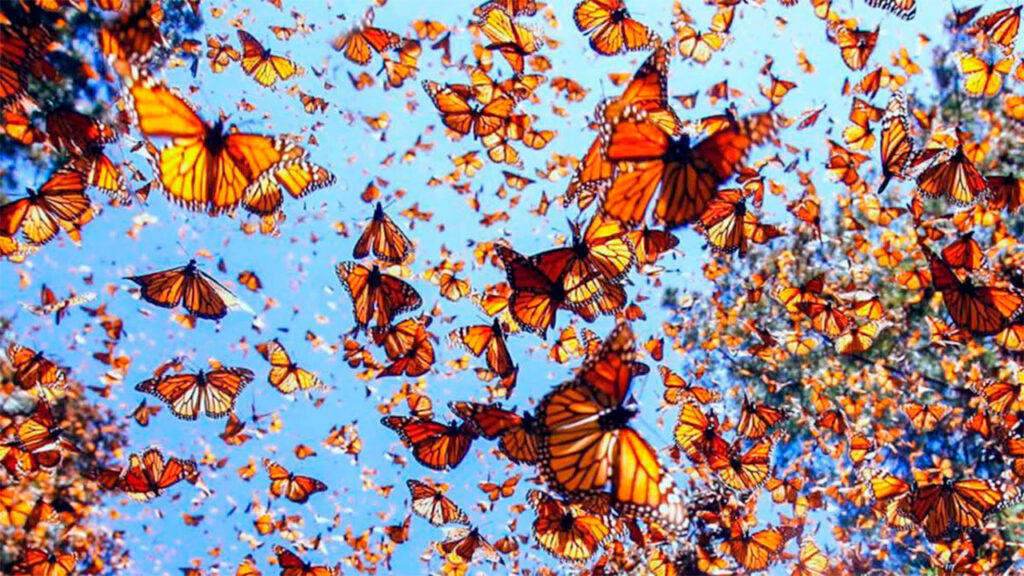 Disfruta del amor y la naturaleza en los Santuarios de la Mariposa Monarca