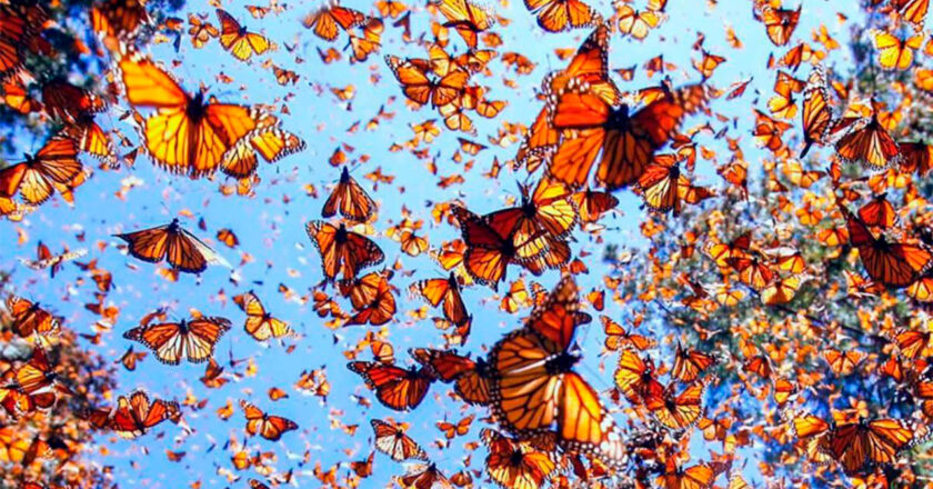 Disfruta del amor y la naturaleza en los Santuarios de la Mariposa Monarca